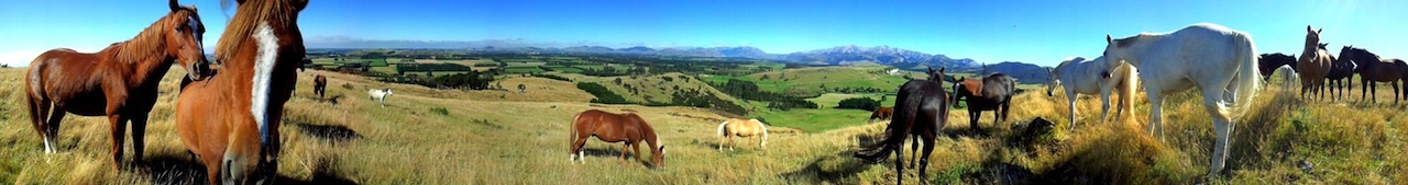 Enjoy scenic farm trekking with views over the Canterbury Plains.